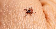 Coraz więcej osób choruje na kleszczowe zapalenie mózgu. Na profilaktyczne szczepienie zdecydował się tylko co 10. Polak