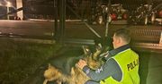 Pies biegał po drodze krajowej nr 45. Raciborscy policjanci uratowali czworonoga przed tragedią
