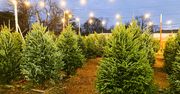 Ile w tym roku zapłacimy za choinkę? Są już oferty cenowe