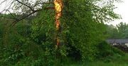 Piorun zapalił drzewo w miejscowości Bodzechów