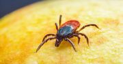 Nowy gatunek kleszcza w Polsce. "Poluje aktywnie" i może zaskoczyć nawet ostrożnych