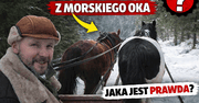 Konie z Morskiego Oka - jaka jest sytuacja na teraz?