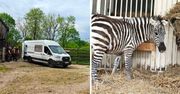 Nowa lokatorka w płockim ogrodzie zoologicznym - zebra Łezka właśnie przyjechała!