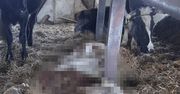 Dramat na gospodarstwie w gminie Stara Kornica! Trzy krowy nie żyją, właścicielowi grozi więzienie