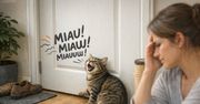 Kot siedzi pod drzwiami i miauczy bez przerwy. Czy kiedykolwiek przestanie?