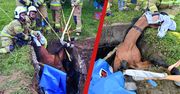 Niezwykła akcja strażaków – ratowali konia uwięzionego w podziemnym zbiorniku