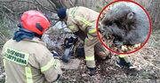 Strażacy uratowali bobra uwięzionego pod drzewem