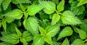 Niezwykłe właściwości pokrzywy