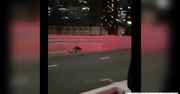 Nieproszony gość na moście w Sydney. Zwierzak ocalał dzięki asyście policjantów