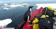 Pingwin wynurzył się z oceanu i wskoczył na łódkę. Niezwykłe nagranie członka australijskiej ekspedycji na Antarktydzie