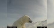 Tak żyją niedźwiedzie polarne. Nagrania z kamer umocowanych na zwierzętach