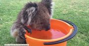 Upały w Australii dają się we znaki także zwierzętom. Spragniony miś koala szukał pomocy u ludzi