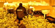 POLICJANCI ZLIKWIDOWALI PLANTACJĘ I ZABEZPIECZYLI BLISKO 9 KG KONOPI INDYJSKICH