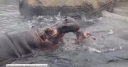 Pocałunek czy “atak”? Mała hipopotamica igra z mamą w basenie