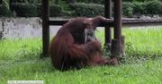 Orangutan palący papierosa. Osobliwy widok w indonezyjskim zoo