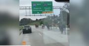 Galopem po autostradzie. Na ruchliwej drodze pojawiło się… stado koni