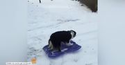 Ten pies nie potrzebuje niczyjej pomocy, by cieszyć się jazdą na sankach
