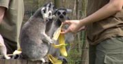 We wrocławskim zoo urodziło się 6 lemurów. Największy waży nie więcej niż 200 g