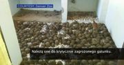 11 tysięcy żółwi promienistych znaleziono w domu na Madagaskarze