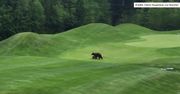 Matka z dzieckiem na polu golfowym w Kolumbii Brytyjskiej. Dwa niedźwiedzie brunatne uniemożliwiły dalszą grę