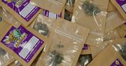 Marihuana “light” legalna we Włoszech. W Rzymie można ją zamówić z dostawą do domu