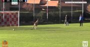 Takie rzeczy tylko w Australii. Mecz piłki nożnej w Canberze przerwał… kangur