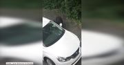 Niedźwiedź włamał się do samochodu i ukradł… cukierki