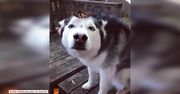 Urocza reakcja husky’ego na motyla, który usiadł mu na nosie