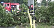 Ulewa i porywisty wiatr przewróciły kilkunastometrowe drzewo na ruchliwą ulicę w Gorzowie Wielkpolskim