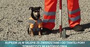 W Czelabińsku przy budowie dróg pracuje… suczka. “Nie dajemy jej łopaty, ale jest dobrą dowódczynią”
