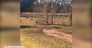 Inwazja kangurów na australijskie miasta. Poszukują wody i pożywienia
