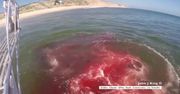 Rekin rozszarpał fokę w morzu. Drastyczne nagranie z Massachusetts