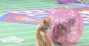 Kitten Bowl, czyli rywalizacja kotów w słusznej sprawie