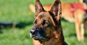 Pierwsze w Polsce międzynarodowe mistrzostwa Flyball. Do rywalizacji stanęły setki czworonogów z właścicielami