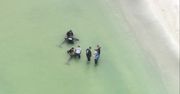 Dwa delfiny utknęły na plaży na Florydzie. To przedstawiciele rzadkiego gatunku melonogłowa