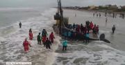 Wieloryb utknął na plaży u wybrzeży Argentyny. Uratowano go po 28-godzinnej akcji ratowniczej