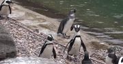 Pingwiny z wrocławskiego zoo jadą do Czech. Mają wzmocnić tamtejszą populację