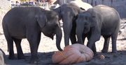 Słonie też przygotowują się na Halloween. Zaczęły od… gigantycznych dyń