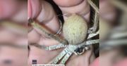 Pupil-pająk zaczął wić sieć na dłoni swojej właścicielki