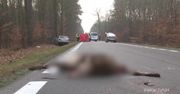 Dzikie zwierzęta na drodze. Jak w takich sytuacjach powinien zachować się kierowca?