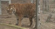 Nielegalna kastracja tygrysów w poznańskim zoo? Dyrekcja odpiera zarzuty