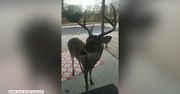 Zmarznięty jeleń chciał ogrzać się przy domowym ognisku