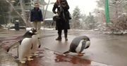 Tradycyjna parada pingwinów w zoo w Pittsburghu opóźniona o tydzień, bo było za ciepło