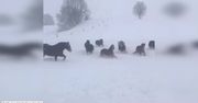 Mróz im niestraszny! Końskie harce na śniegu