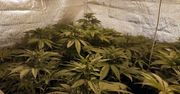 ZLIKWIDOWANE PLANTACJE MARIHUANY W WARSZAWIE I POD SZCZYTNEM