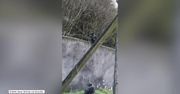 Szympansy uciekły z zoo w Dublinie. Pomogło im złamane podczas burzy drzewo
