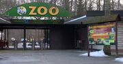 Służby weszły do zoo w Poznaniu. Trwa śledztwo ws. nielegalnej kastracji tygrysów
