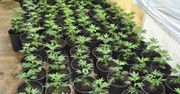 Zlikwidowana domowa plantacja konopi