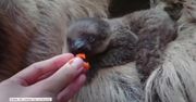Mały leniwiec Elio został przywitany w londyńskim zoo