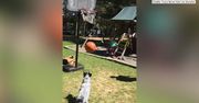 Sport-dog! Pies grał w koszykówkę i zanotował asystę